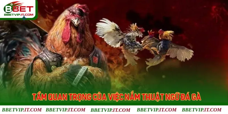 Lợi ích khi nắm rõ các thuật ngữ chọi gà