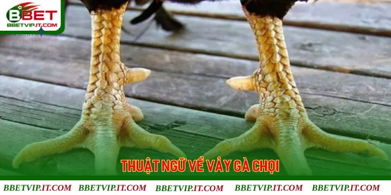 Ý nghĩa của các vảy gà chọi thường gặp